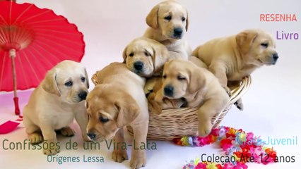 Confissões de um vira-lata Livro por Orlando Pedroso e Orígenes Lessa #10