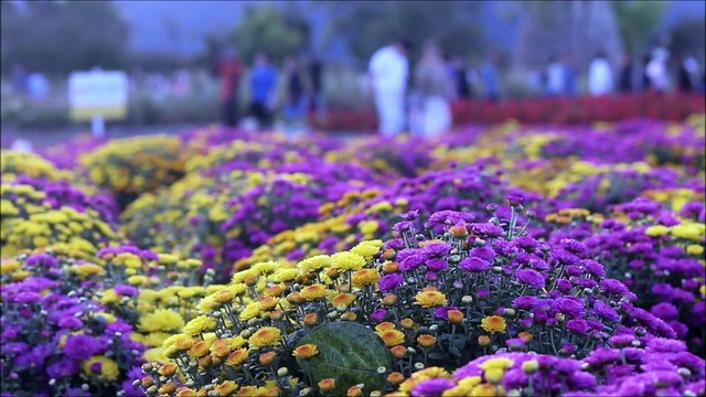 Nossa Mãe Nossa Senhora Aparecida
