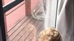 Ce qu'ils trouvent sur leur terrasse est incroyable : 2 pythons en colère