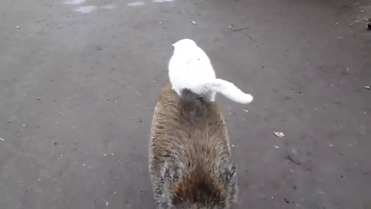 Un chat flemmard voyage sur le dos d'un sanglier