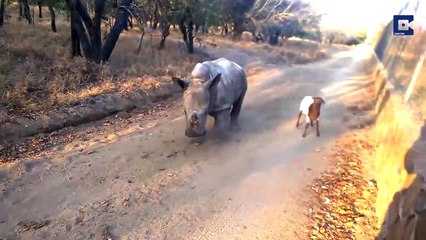 Ce jeune rhinocéros se prend pour une chèvre
