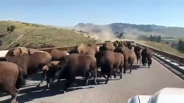 Un troupeau de bisons envahit la route et c'est impressionnant