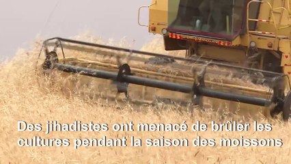 Des femmes kurdes garde les champs de blé face à la menace jihadiste