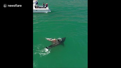 Graphic and shocking moment great white sharks eat dolphin off California coast