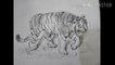 How to draw tiger | Charcoal pencil Shading | step by step For beginners