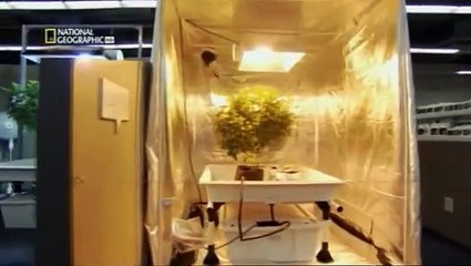 Dentro de la Marihuana Medicinal