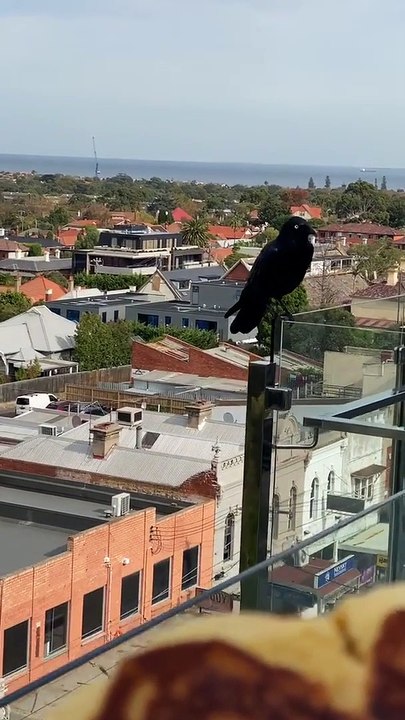 Man Befriends Wild Raven