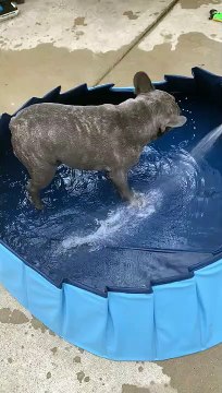 Happy French Bulldog Zooms around Poolside