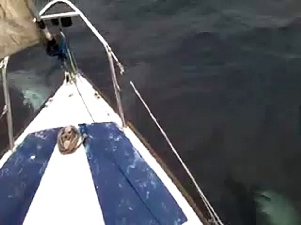 Dolphins Show On Sea