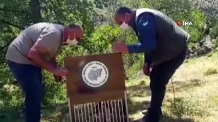 Kaçak avlanan 37 Kınalı Keklik artık özgür