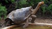 100-year-old Tortoise Who Saved His Species Finally Returns to His Home in the Galapagos Islands