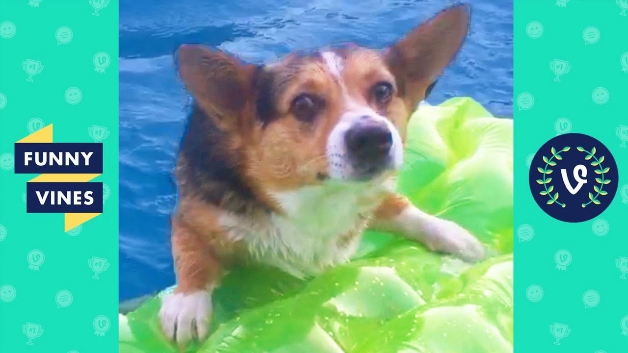 TRY NOT TO LAUGH - Cute DOG Videos _ Funny Videos January 2019