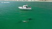 Extended 4K look at graphic and shocking moment great white sharks eat dolphin off California coast