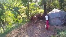 desi life .natural life,village life,wild life,himachal life