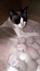 Kitties breastfeed