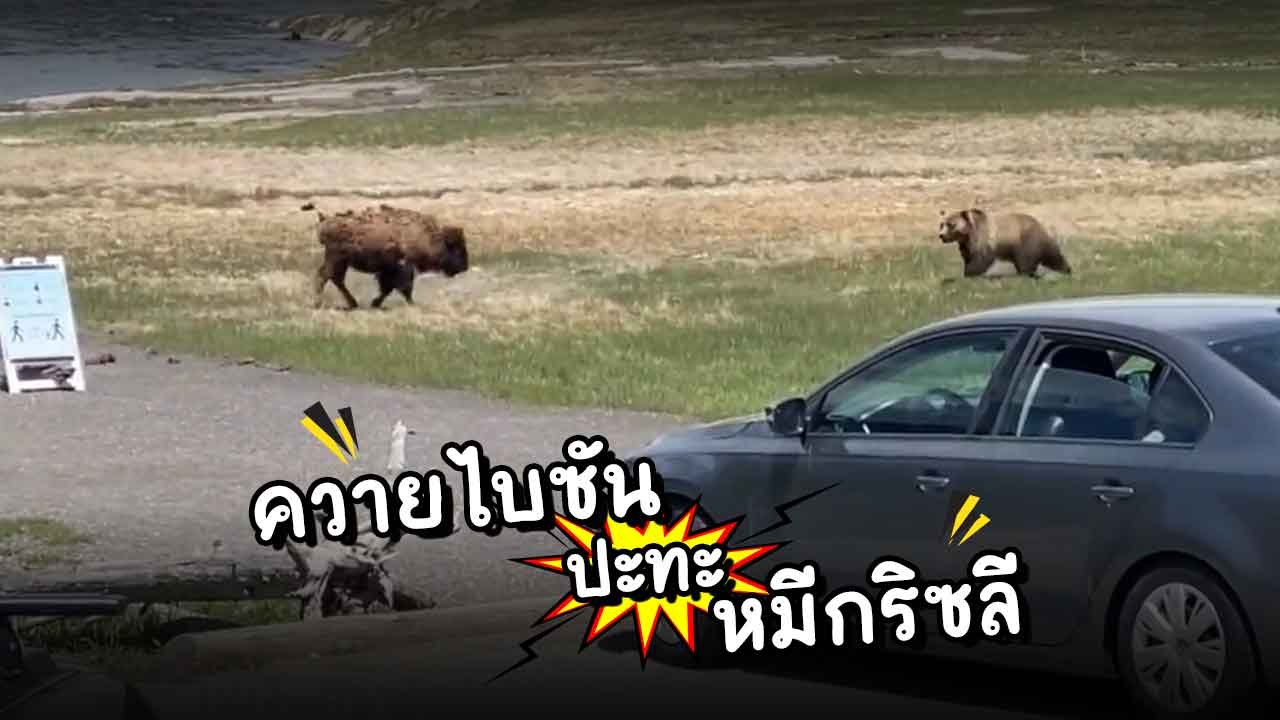 ปชช. แห่ชม นาที ! ควายไบซัน ปะทะ หมีกริซลี กลาง...