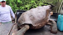 La tortuga Diego, que salvó a su especie, devuelta a su isla en Galápagos