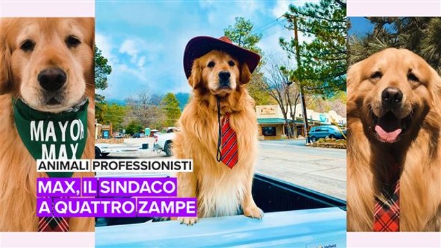 Animali professionisti: Max, il sindaco a quattro zampe