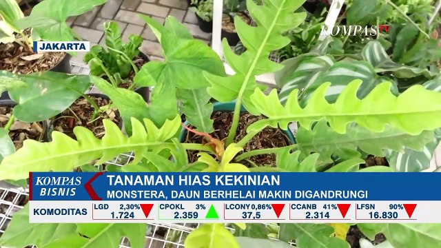 Monstera & Aglonema Jadi Primadona, Bisnis Tanaman Hias Semakin Digandrungi!