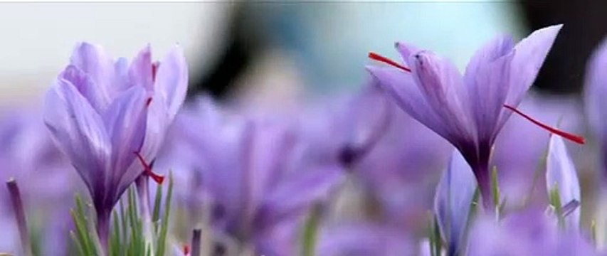 NEGIN !! WA:083 854 153 392	Jual Bunga Saffron 1 Gram Surabaya - Malang