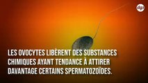 Les ovules humains attirent davantage certains spermatozoïdes