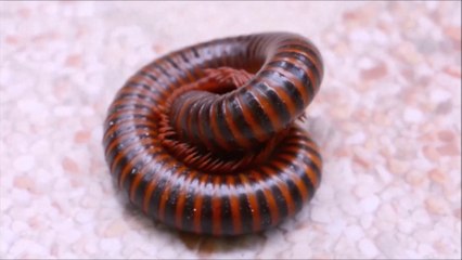 Millipedes Macro Video with Tamron 90mm 📸
