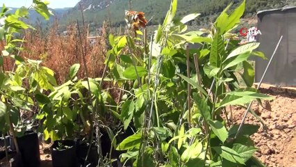 Fenerbahçe Yönetim Kurulu Üyesi Şahin, avokado üretmek için toprağa yöneldi