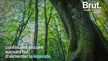 On vous emmène dans l'inspiration de la légendaire forêt de Brocéliande