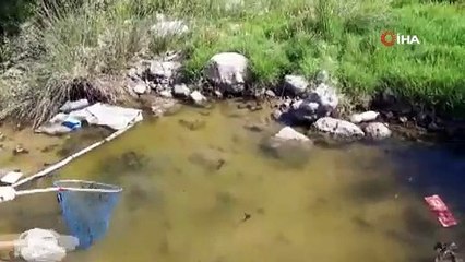 Bodrum’da 300 kaplumbağa için kurtarma operasyonu