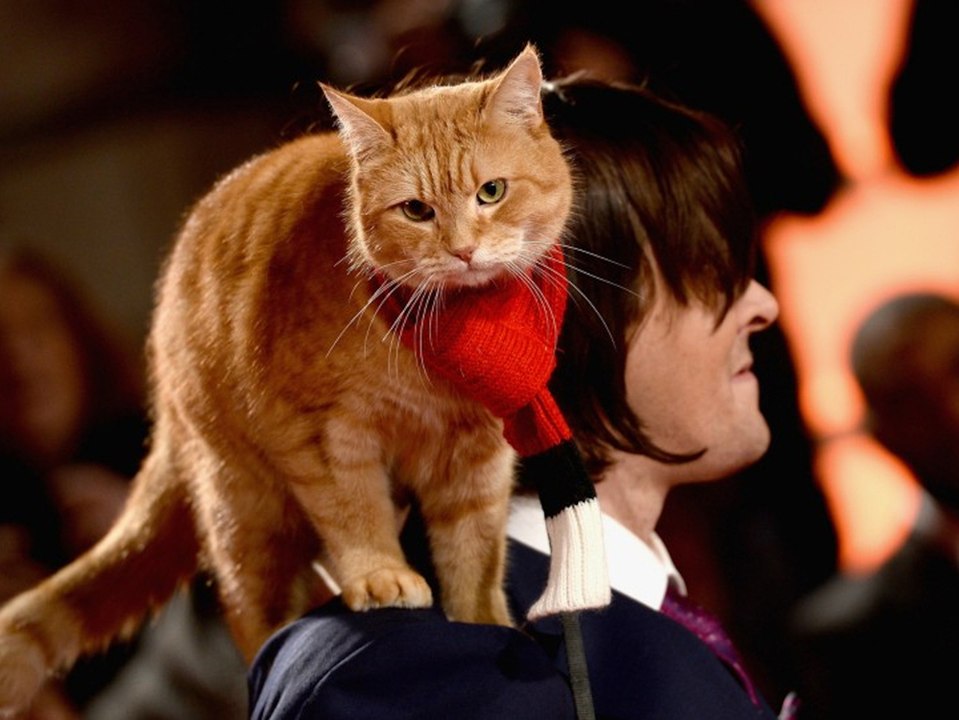 Trauer um Filmkatze: 'Bob, der Streuner' ist tot