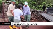15 tortues géantes retrouvent la liberté aux Galapagos