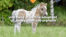 Ce petit poney Shetland orphelin a été adopté par une mère et sa fille