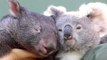 Un koala et un wombat, deux espèces proches, sont devenus inséparables pendant le confinement