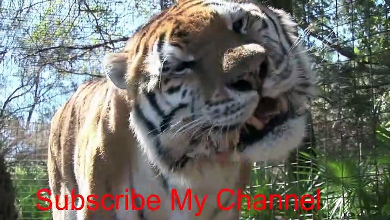Tiger amazing