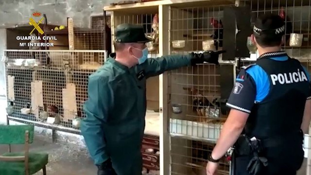 Seis investigados por maltrato de gallos de pelea en Valladolid