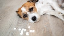 Medicamentos humanos son tóxicos para las mascotas