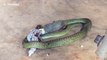 Gruesome footage of snake gulping down lizard for lunch