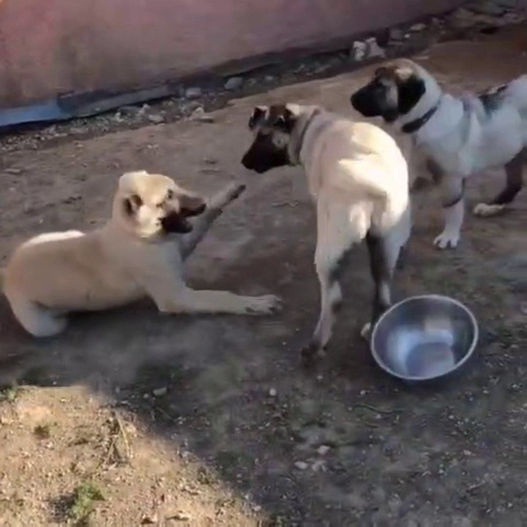 3 ANADOLU COBAN KOPEGi KARDESLERiN MUCADELESi - 3 ANATOLiAN SHEPHERD DOG BROTHER VS