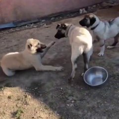 3 ANADOLU COBAN KOPEGi KARDESLERiN MUCADELESi - 3 ANATOLiAN SHEPHERD DOG BROTHER VS