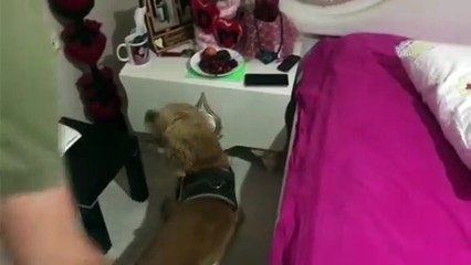 Burhaniye'de uyuşturucu operasyonu: 1 gözaltı - BALIKESİR