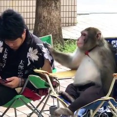 Ce singe et cet homme sont tellement complices, qu'ils se partagent même un secret!