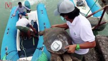 Having Saved Their Species, These Giant Tortoises Are Returning Home