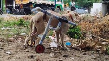Kind couple in India designs wheelchair for crippled street dog