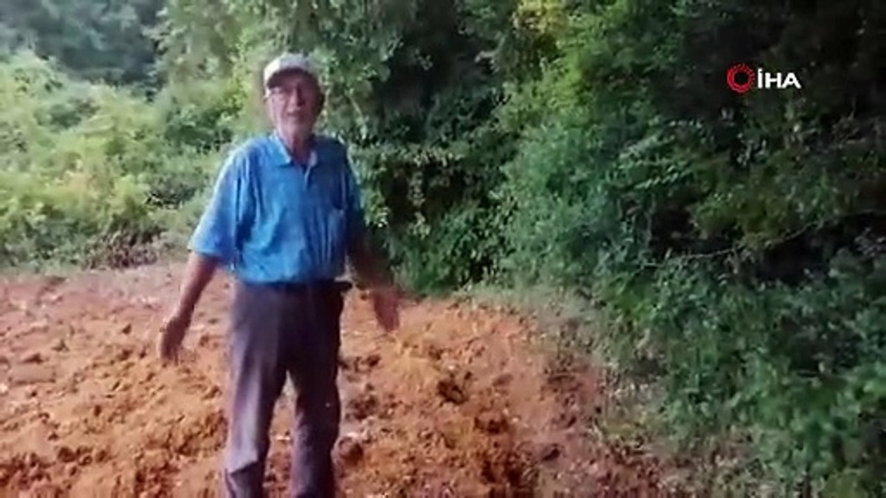 Hasat etmeye hazırlandığı balı ayılar yedi