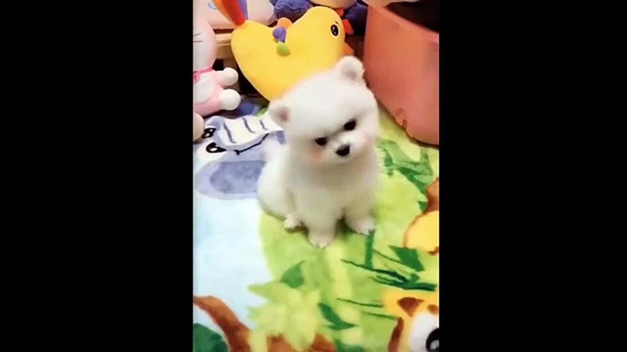 Animals SOO Cute  Cute baby animals Videos