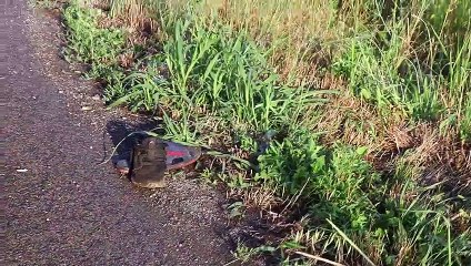 Minibüs tarlaya devrildi: 7 yaralı - TEKİRDAĞ