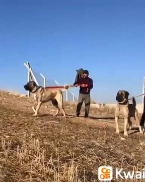 ANADOLU COBAN KOPEGi VS AKSARAY MALAKLI KOPEGi - ANATOLiAN SHEPHERD DOG vs MALAKLI SHEPHERD DOG