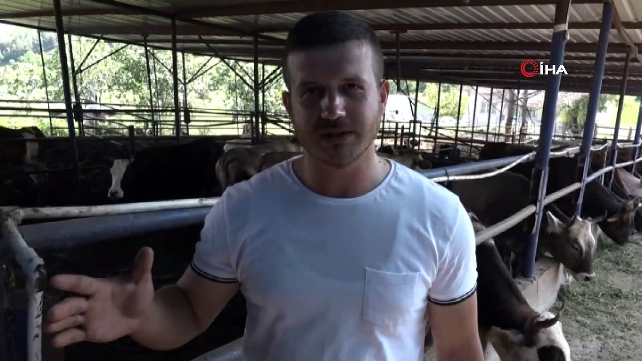İşini bırakarak köyüne dönen gencin hayatı değişti... 5 hibe düveyle başladı, çiftlik sahibi oldu