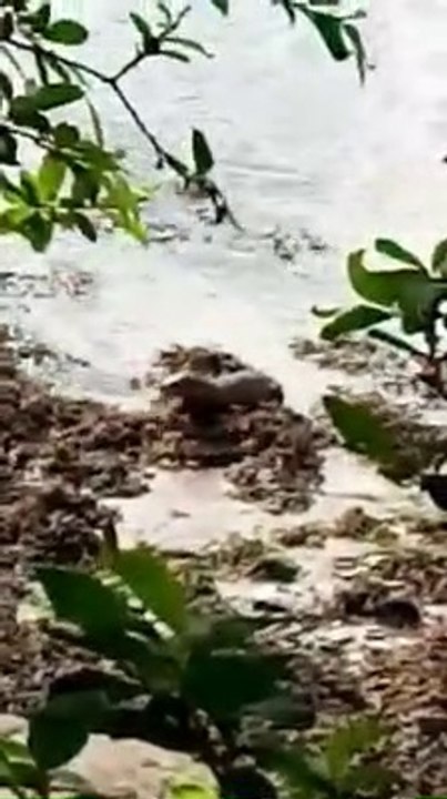 Footage of otter grappling with fluke on the River Foyle in Derry