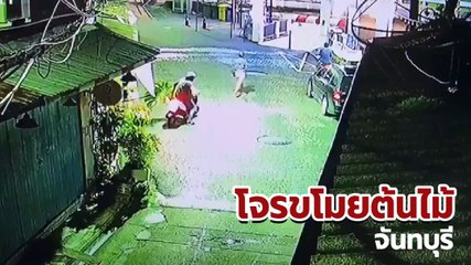 วงจรปิดจับภาพ โจรวัยรุ่น ขี่มอเตอร์ไซค์ตระเวนขโมยต้นไม้แพง จันทบุรี